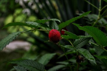 strawberry in the garden