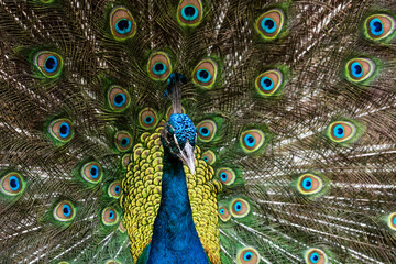 Fototapeta na wymiar Beautiful male peafowl with opened feathers.