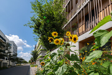 Neubau, Blumen, Strasse