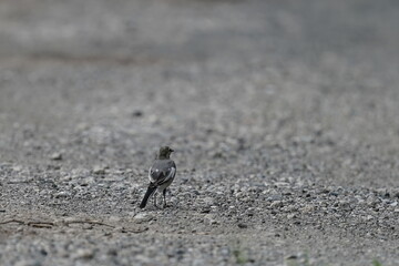 white wagtail on the ground