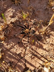 new Mexico Tarantula 