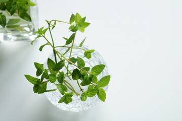 爽やかなハーブ　ペパーミント　背景 © ペパーミント