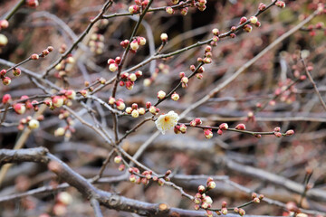 白梅の花