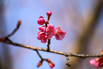 河津桜のピンクの花