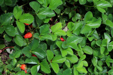 Top view of a small strawberry plantation.