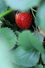 Natural strawberry on its plant.