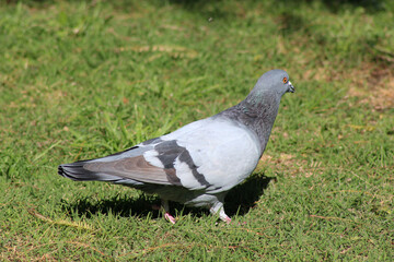 Grayish dove on green grass.