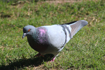 Profile of grayish dove with orange eyes.