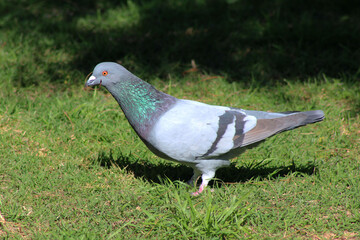 Profile of grayish dove holding a twig.