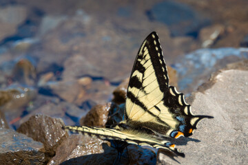 Macro of yellow and black tiger swallowtail butterfly perched on a rock near a stream. The insect has an orange and teal spot on its tail. The yellow and black are in stripes on the butterfly's wings.