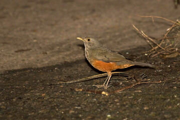 Rufous-bellied Thrush (Turdus rufiventris) on the Ground in the Middle of the Night

