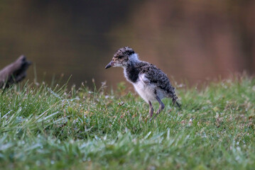 Southern Lapwing (Vanellus chilensis) Baby on the Ground
