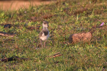 Southern Lapwing (Vanellus chilensis) Baby on the Ground

