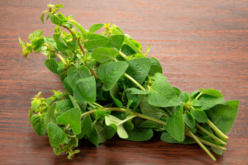 ハーブのオレガノ