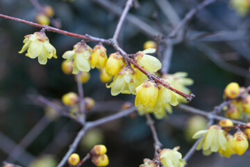 黄色い蝋梅の花