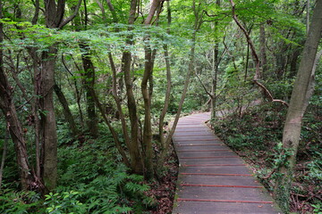 a wonderful walkway in summer forest