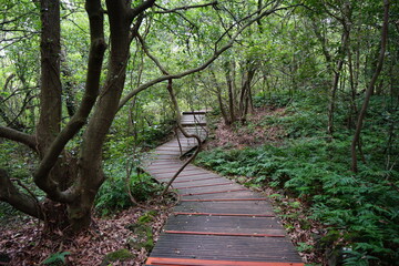 a wonderful walkway in summer forest