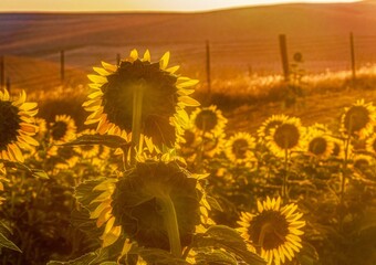 The First Rays of Dawn on the Sunflower Field 