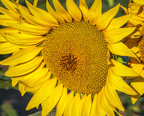 Sunflowers Making the Birds and the Bees Happy 