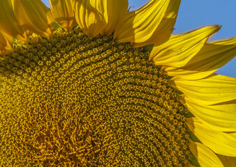 Spiral Patterns in a Sunflower 