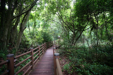Fototapeta premium a wonderful walkway in summer forest