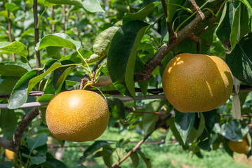 なし狩り　梨園　梨