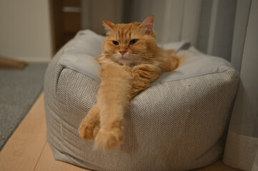 前脚をクロスする猫（マンチカン）