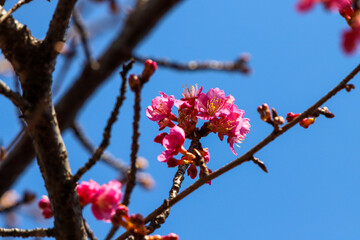 河津桜のピンクの花