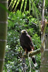 red tailed hawk