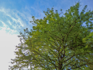 5月の琵琶湖岸の公園で