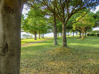 5月の琵琶湖岸の公園で