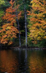 autumn in the forest