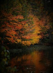 Fall tree along the water