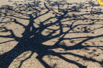 歩道に映る植樹の影