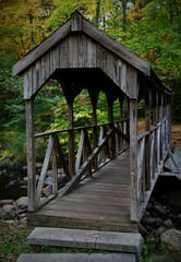 wooden bridge in the forest