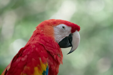 Parrot 