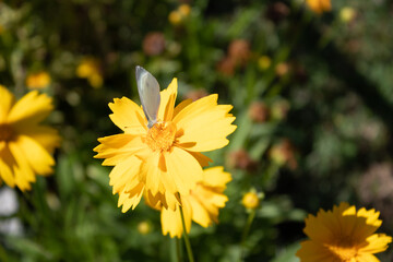 close up of white butterfly on yellow flower
