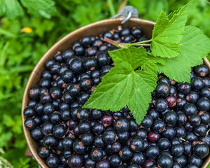Blackcurrant berries in a metal bucket at organic farm top view closeup