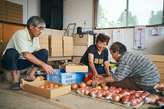 トマトの選別をする農家さん