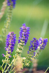 close up of lavender
