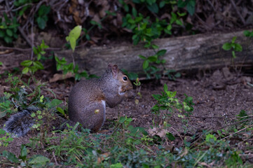 squirrel in the forest