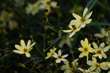 yellow flowers in the park