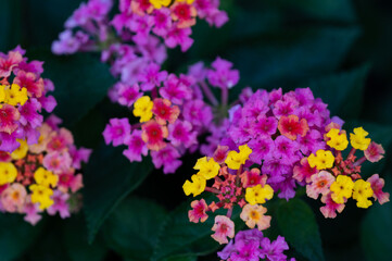 colorful flowers in the garden