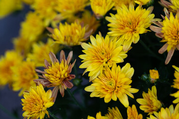 yellow flowers in the garden