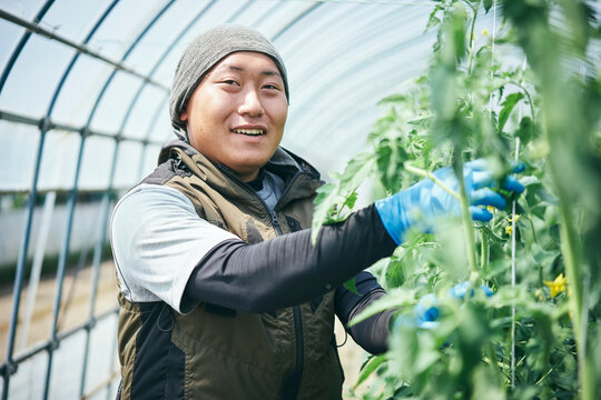 トマトの栽培と誘引をする男性