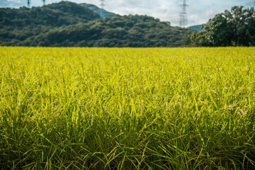 兵庫県加古川市・夏の稲田