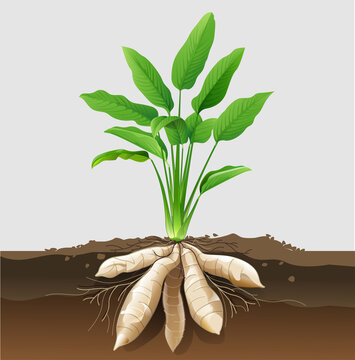Vector illustration of arrowroot plant