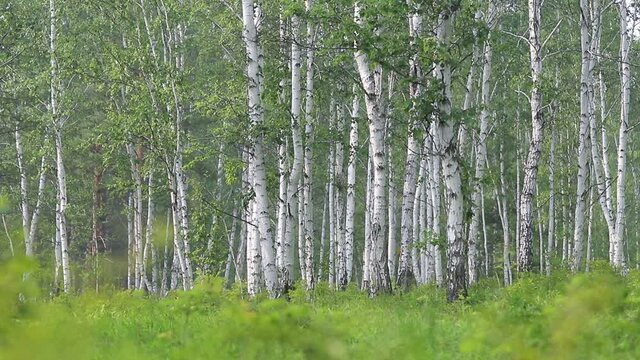 Birch Grove. Picturesque birch forest. Trees with white trunks in green foliage on a summer day. Siberian taiga. Forest background from white trees in green grass.