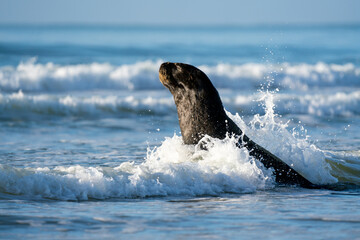 Obraz premium Sea Lion in New Zealand crashes through a wave on a beach 