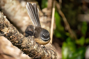 A New Zealand Fantail bird on a branch, known as a Piwakawaka